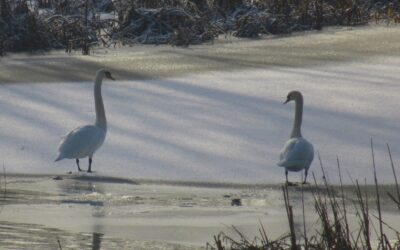 Elkaar maar eens aankijken